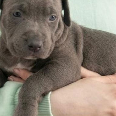 Si buscas una Exelente compañía pitbull, Chihuahua, shitzu, bulldog francés, Salchicha llame al 53818081 - Img 123336339