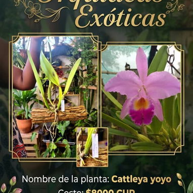 Orquidea - 4/8