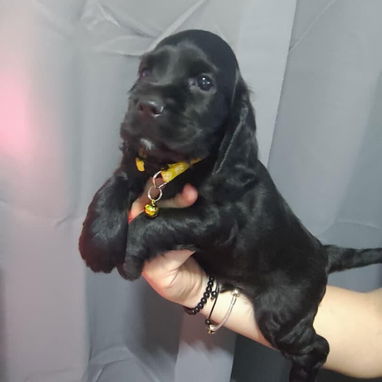 Venta de cachorros de raza - Img 123059267