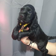 Venta de amor de 4 patas - Img 55577394