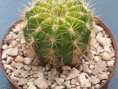 Venta de preciosos cactus y suculentas :-) Tel:53_50-87-16 - Img 33181710