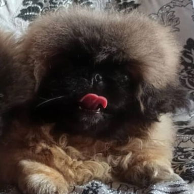 PEQUINÉS IMPERIAL CON PEDIGRI,macho,en 600 USD o equivalente,TENGO MENSAJERÍA,tiene 3 meses,ESTÁ INSCRITO Y VACUNADO. - 2/6