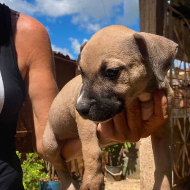 PITBULL hembras CON PADRE BULLY Y MADRE PITBULL,en 200 USD o equivalente,TENGO MENSAJERÍA,tienen 55 días y desparacitada - 5/10
