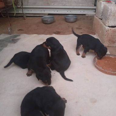Pitbull y rotwailer - Img 123036011
