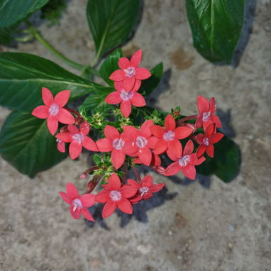 Plantas naturales, pentas de colores y más, únete a mi grupo de WhatsApppp - 3/3