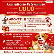 LABOVET – Exámenes clínicos para mascotas Habana (kinetica) - Img 57835389