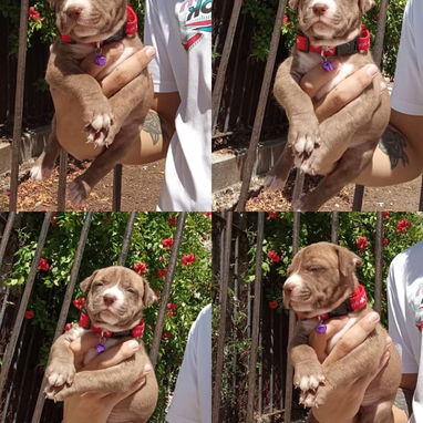 pitbull hembras - 3/3