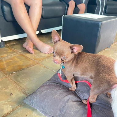 SHIHUAHUAS,macho,en 180 USD o equivalente,TENGO MENSAJERÍA,tiene 38 días y está desparacitado. - 6/7