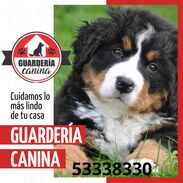 Guardería Canina en el Cerro - Img 45623912