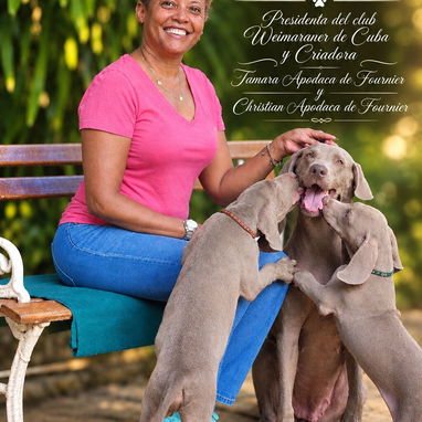 Cachorros Weimaraner/ mascotas/perros - 4/4