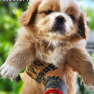 ✅️ PEKINES ✅️ - Img 126086316