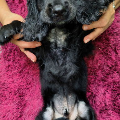 Cocker Spaniel - Img 124395662