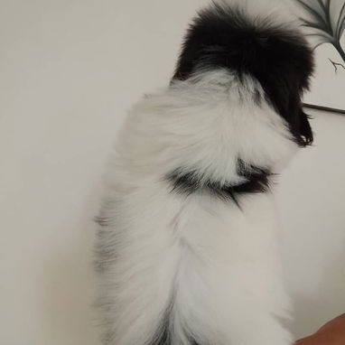 SHIH TZU,macho,en 250 USD o equivalente,TENGO MENSAJERÍA,tiene 60 días,se entrega con historia clínica y desparacitado - Img 126230996