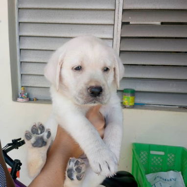 Todo lo que buscas para ti hogar está aquí solo llama al 53818081 - Img 125852753