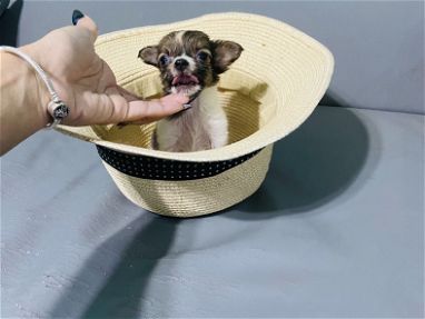 Chihuahuas minis y talla estándar 💗💙😍 - Img main-image-45649263