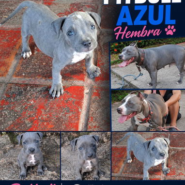 🐶 BETTY MASCOTAS 🐾 Cachorros disponibles 🐾 WHAT'SAPP 52506841 🐶 - Img 124715453