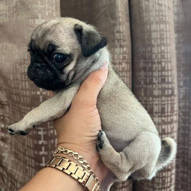 PUG CARLINO,ambos sexos,en 300 USD o equivalente en moneda nacional,TENGO MENSAJERÍA,tienen 42 días y están desparacitad - 7/9