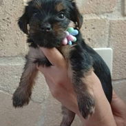 🐾 CACHORROS YORKSHIRE TERRIER  AMBOS SEXOS WHATSAPP 58746643 🐾 - Img 56984597