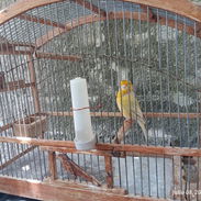 Se vende Canario amarillo canta hermoso - Img 56685753