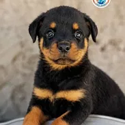 *Rottweiler* ♀️Hembra  🗓️51 días   💊Desparasitada 📋Historia clínica  💉Vacuna Pentavalente *puesta* - Img 57071942