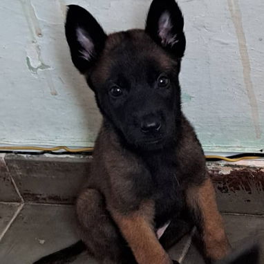 ((( PASTOR BELGA MALINOIS AMBOS SEXOS BETTY MASCOTAS WHATSAPP 52506841 ))) - Img 124198412