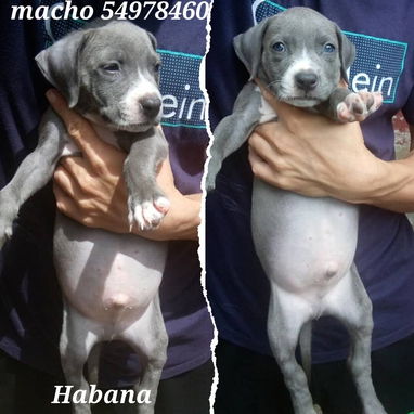 Pitbull azules. Genética de lujo por solo 150 usd - Img 125506766