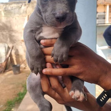 PITBULL AZUL,ambos sexos,en 200 USD o equivalente,TENGO MENSAJERÍA,tienen 65 días y están desparacitados - Img 125308966