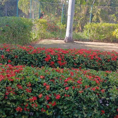 Servicio de jardinería 👩🏼‍🌾 - Img 127789652