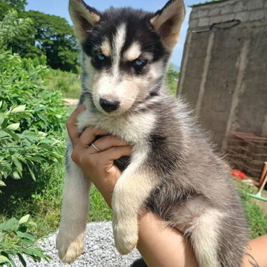 HUSKY SIBERIANO,ambos sexos,en 170 USD o equivalente,TENGO MENSAJERÍA,tienen 70 días y están desparacitados - Img 125594718