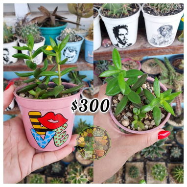 Cactus y suculentas en macetas decoradas a mano - 2/10