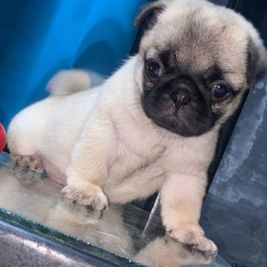 🐾💕 PUG HEMBRA DISPONIBLE BETTY MASCOTAS WHATSAPP 52506841 💕🐾 - 3/5