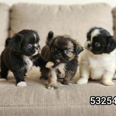 ❤️❤️❤️PEKINES... (Spaniel Tibetanos) - Img 126403326
