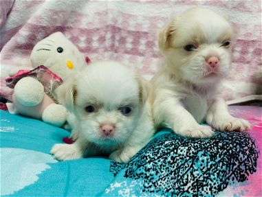 Hermosas cachorritas Spaniel Tibetano - Img main-image
