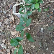 Plantas naturales: cerezas, maracuyá, verbena, únete a mi grupo de WhatsApp - Img 58442654