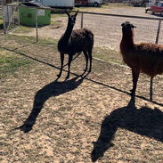 Llamas - Img 58203754