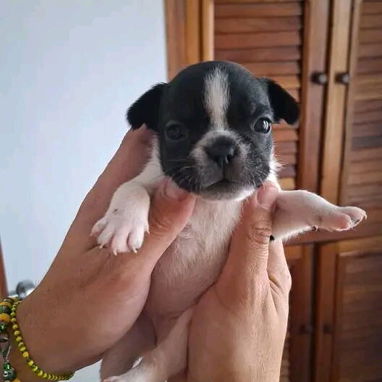 Vendemos cachorro de todo tipo de razas - Img 111500447
