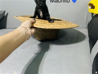 Chihuahuas minis y talla estándar 💗💙😍 - Img 67255387