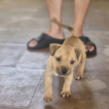 PITBULL,hembra,en 300 USD o equivalente,TENGO MENSAJERÍA,tiene 40 días,desparacitada,PADRE BULLY Y MADRE PITBULL - Img 126448091