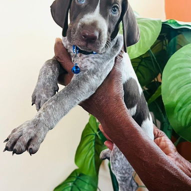 Venta de amor de 4 patas - Img 122314455