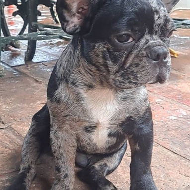 ((( BULLDOG FRANCÉS MACHO YA VACUNADO EN VENTA BETTY MASCOTAS WHATSAPP 52506841 ))) - Img 125065627