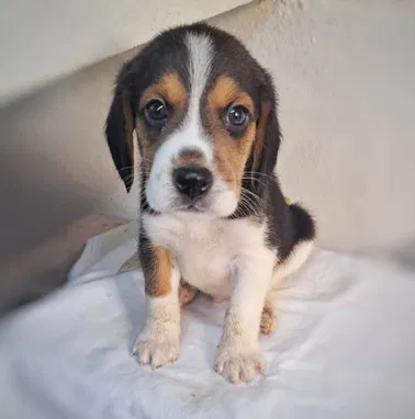 💜 🐾 Cachorros  American Bully Pocket, Pitbull, Pequinés, Labrador Shih Tzu Beagle, Pug, Chihuahua. BETTY MASCOTAS🐾 💜 - Img 99414502
