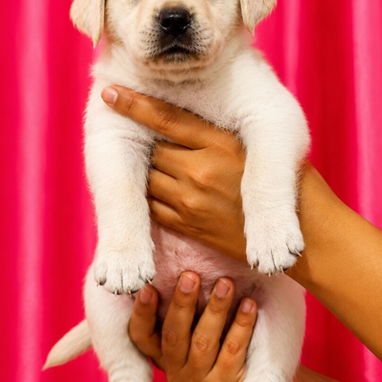 🐾💕 ¡HERMOSAS CACHORRITAS DE LABRADOR RETRIEVER BETTY MASCOTAS WHAT'SAPP 52506841! 💕🐾 - Img 123504995