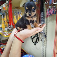 Si buscas un hermoso Ejemplar solo llame al 53818081 - Img 56019488