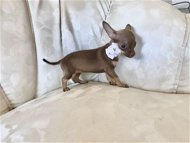 Chihuahua hembra chocolate - Img main-image-45851044
