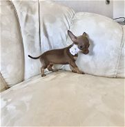 Chihuahua hembra chocolate - Img 45851044