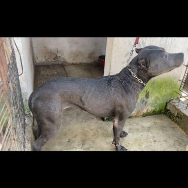 PITBULL AZUL,ambos sexos,en 180 USD o equivalente(ACEPTO TRANSFERENCIA)TENGO MENSAJERÍA,tienen 50 días y desparacitados - Img 123314909