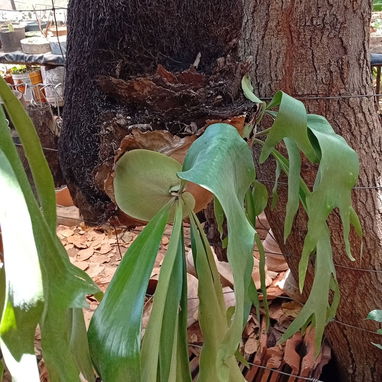 Platycerium y variadas plantas ornamentales - Img 99194716