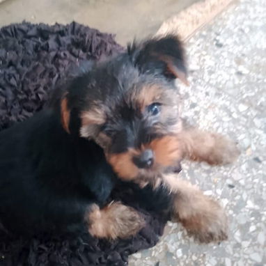 YORKY,macho,en 250 USD o equivalente en moneda nacional,TENGO MENSAJERÍA,tiene 53 días y está desparacitado - 3/6