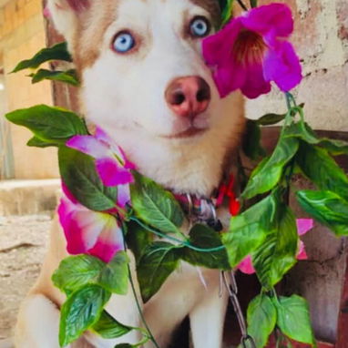 Hermosos cachorros Husky Siberianos - 3/4