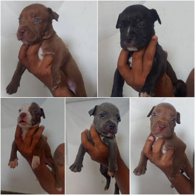 ((( PITBULL AMBOS SEXOS EXCELENTES PADRES WHATSAPP 58746643 ))) - 2/3